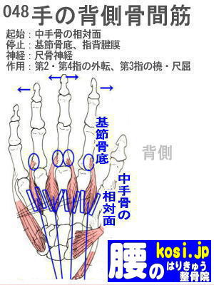 背側骨間筋(手)、福岡 太宰府、ぎっくり腰【腰痛専門】こしの鍼灸整骨院